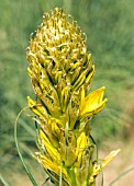 ASPHODELINE LUTEA (JACOBS ROD)