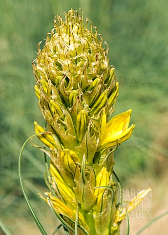 ASPHODELINE_LUTEA_JACOBS_ROD