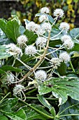 FATSIA JAPONICA VARIEGATA