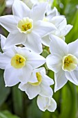 NARCISSUS PAPYRACEUS PAPER WHITE