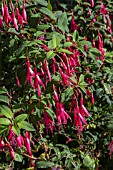 FUCHSIA MAGELLANICA GRACILIS