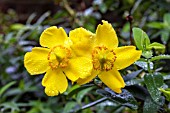 HYPERICUM FORRESTII