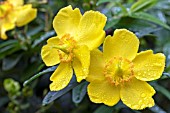 HYPERICUM FORRESTII