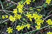 JASMINUM NUDIFLORUM