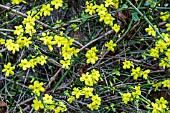 JASMINUM NUDIFLORUM