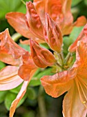 RHODODENDRON FLOWER BUD