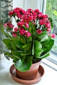 KALANCHOE ROSALINA DON JUSTINO