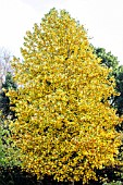 LIRIODENDRON TULIPIFERA GLEN GOLD