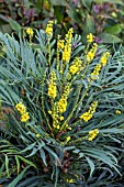 MAHONIA EURYBRACTEATA SOFT CARESS