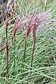 MISCANTHUS MORNING LIGHT