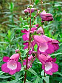 PENSTEMON MIDNIGHT