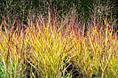 PANICUM SHENANDOAH