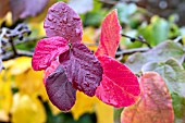 PARROTIA PERSICA