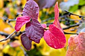 PARROTIA PERSICA