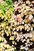 PARTHENOCISSUS QUINQUEFOLIA