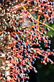 PARTHENOCISSUS TRICUSPIDATA