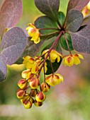 BERBERIS THUNBERGII ATROPURPUREA (CRIMSON PYGMY,  LITTLE FAVOURITE)