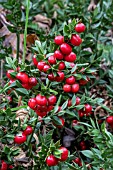 RUSCUS ACULEATUS JOHN REDMOND