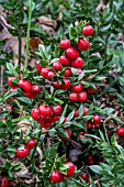 RUSCUS ACULEATUS JOHN REDMOND