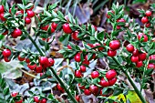 RUSCUS ACULEATUS JOHN REDMOND