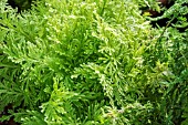 SELAGINELLA EMMELIANA AUREA