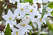 SOLANUM LAXUM ALBUM VARIEGATUM