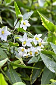 SOLANUM LAXUM ALBUM VARIEGATUM