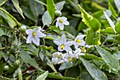 SOLANUM LAXUM ALBUM VARIEGATUM