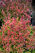 CALLUNA VULGARIS FIREFLY