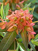 EUPHORBIA GRIFFITHII