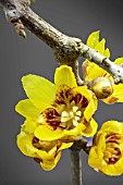 CHIMONANTHUS PRAECOX