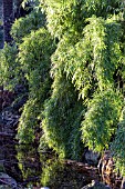 CHUSQUEA CULEOU CHILEAN WEEPING