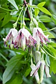 CLEMATIS NAPAULENSIS