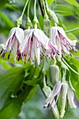 CLEMATIS NAPAULENSIS