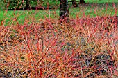 CORNUS SANGUINEA ANNYS WINTER ORANGE