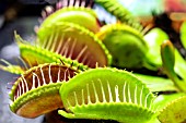 DIONAEA MUSCIPULA