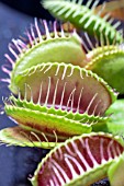 DIONAEA MUSCIPULA