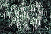 GARRYA ELLIPTICA