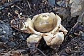 GEASTRUM TRIPLEX