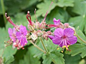 GERANIUM MACRORRHIZUM BEVANS VARIETY