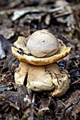 GEASTRUM TRIPLEX