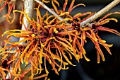 HAMAMELIS X INTERMEDIA JELENA