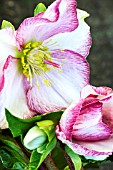 HELLEBORUS ICE N ROSES PICOTEE