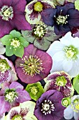 HELLEBORUS BLOOMS