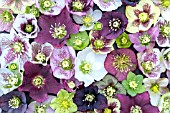 HELLEBORUS BLOOMS