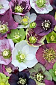 HELLEBORUS BLOOMS MIX