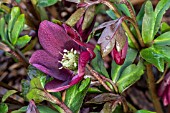 HELLEBORUS X HYBRIDUS HARVINGTON RED