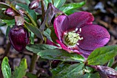 HELLEBORUS X HYBRIDUS HARVINGTON RED