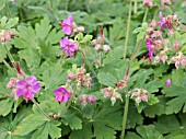 GERANIUM MACRORRHIZUM BEVANS VARIETY