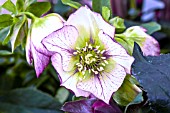 HELLEBORUS X HYBRIDUS SP ANJA OUDOLF